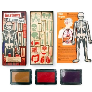 Zestaw stempli ANATOMIA KIKKERLAND 21szt. /GG237/AP08255/